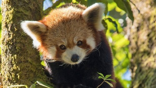 Red Panda: World's Cutest Animal