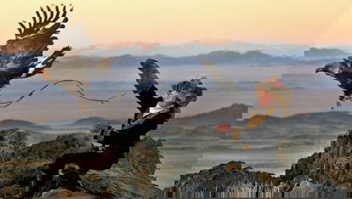 The Eagle Huntress