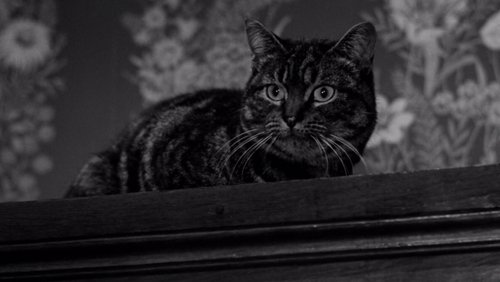 The Shadow of the Cat