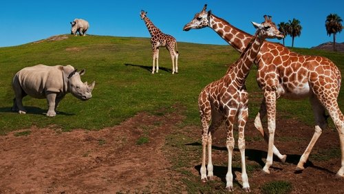 The Zoo: San Diego