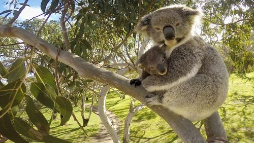 Secret Life of the Koala