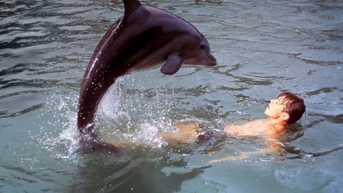 Flipper's New Adventure