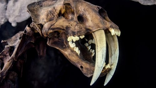 Le mystérieux tigre à dents de sabre