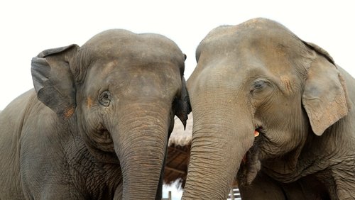 Elephant Tales