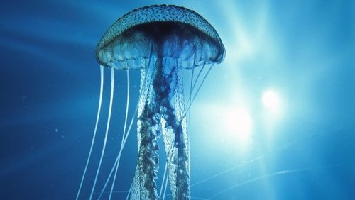 Into the Deep