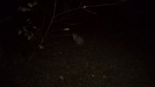 Marshmallow of Death