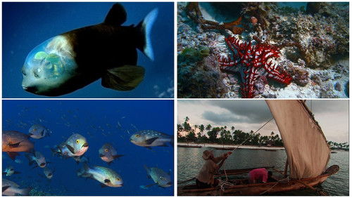 Die Ozeane - Geheimnisse der Weltmeere