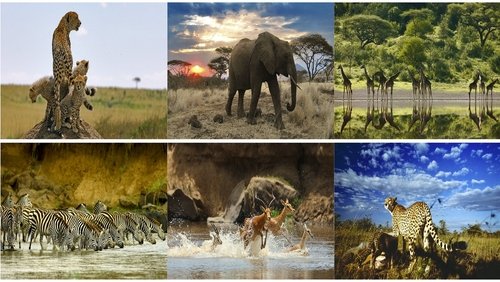 Serengeti