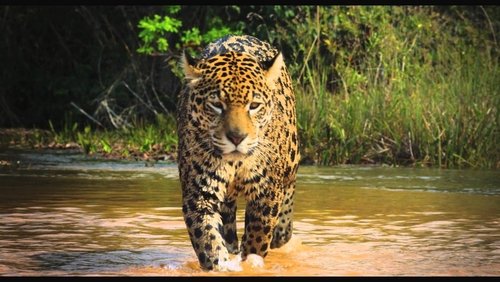 Colombia: Wild Magic