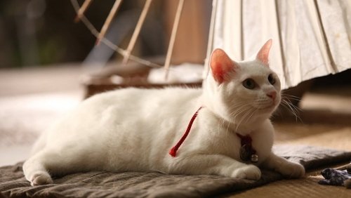 Samurai Cat