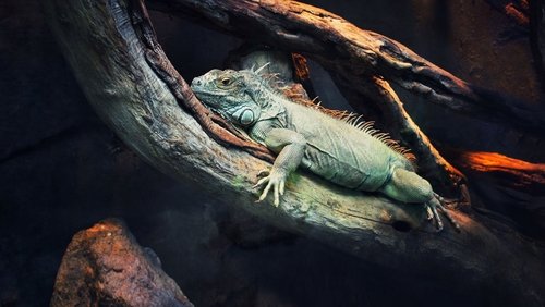 72 Dangerous Animals: Latin America