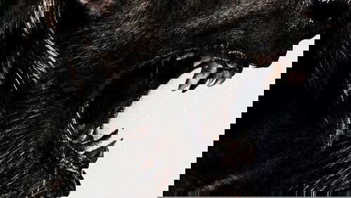 Uncaged