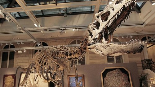 Dinosaurs