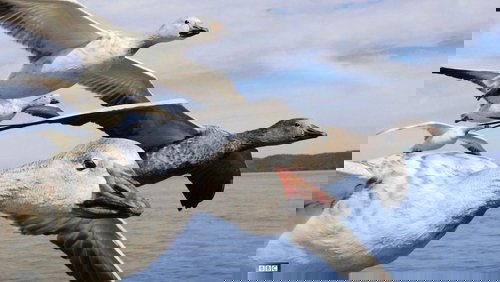 Earthflight