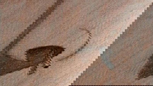 Nosehair