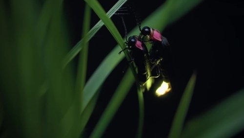 Japon, un nouveau monde sauvage