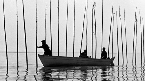 Of Whales, the Moon, and Men