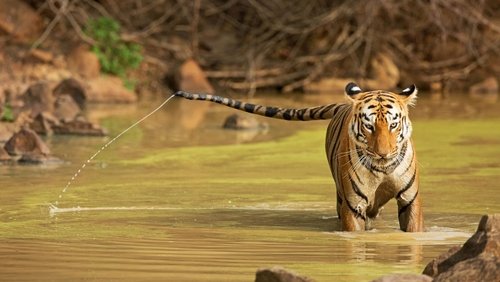 Maya, la tigresse du Maharashtra