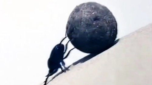 Dung Beetles