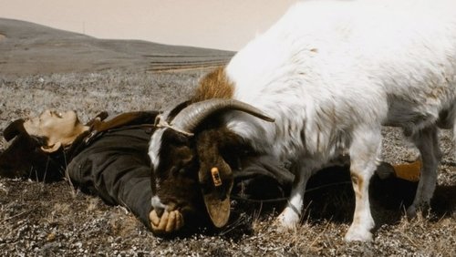 Two Great Sheep