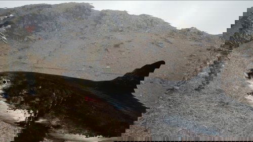 Mountain Shark