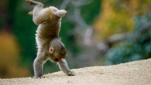 Animals at Play
