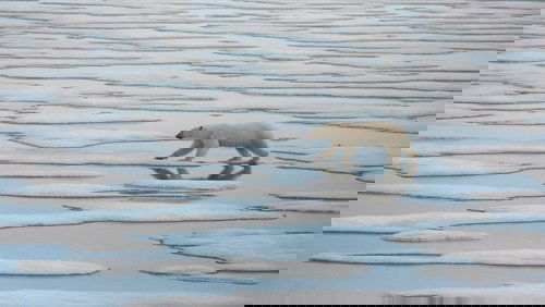 National Geographic : Le Royaume de l'ours polaire