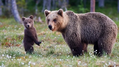 Bear Land