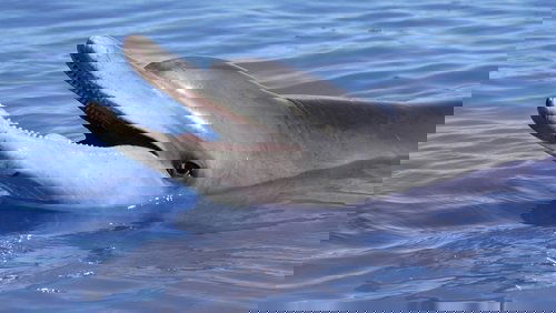 Dolphins: Is Our Love Too Deep?