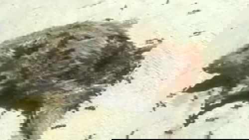 Dead Mouse with Ants