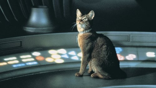 The Cat from Outer Space