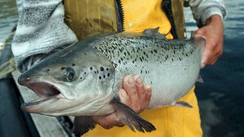 Fish: Farming in Troubled Waters