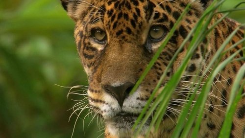 Jaguar: King of the Jungle