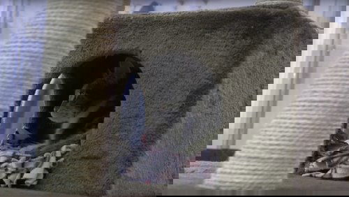 A Day at the Cat Cafe