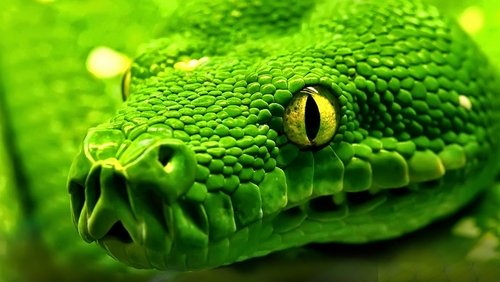 Snakes - Vorsicht: Schlangen
