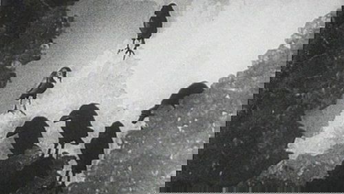 The Seven Ravens