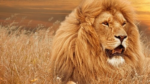 Timbavati: An Epic Cat Story