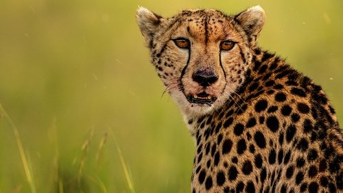 The Way of the Cheetah