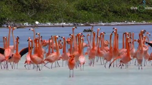 Tauchparadies Bonaire