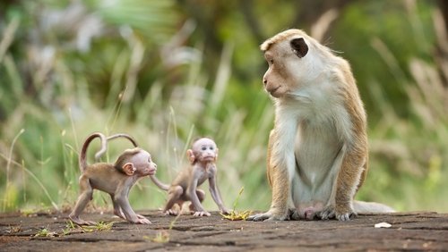 Monkey Kingdom