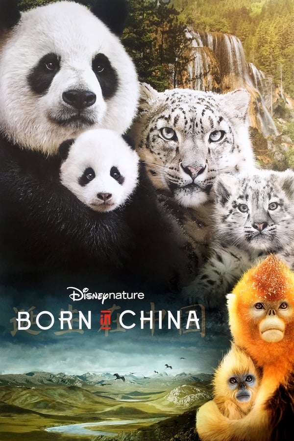 Mit Schauspieler John Krasinski („13 Hours”, „Jack Ryan“-Serie) als Erzähler in der Originalfassung wird eine Reise in die Wildnis Chinas unternommen. Es ist eine Welt, die bisher nur wenige Menschen gesehen haben – wir entdecken sie zusammen mit drei Tierfamilien: Da ist eine Panda-Mama und ihr Nachwuchs, der so langsam einen eigenen Willen entwickelt. Da ist ein zweijähriger Affe, der sich vernachlässigt fühlt, seit er eine kleine Schwester hat und der deswegen zu einer anderen Gruppe geht. Und da ist eine Schneeleopardenmutter, die ihre zwei Jungen in einer der erbarmungslosesten Gegenden des Planeten großzieht. In „Born in China“ lernen wir neben den unterschiedlichen Tieren auch die kontrastreiche, extreme Natur des Reichs der Mitte kennen: Von hohen Bergen geht es bis in den Bambuswald…