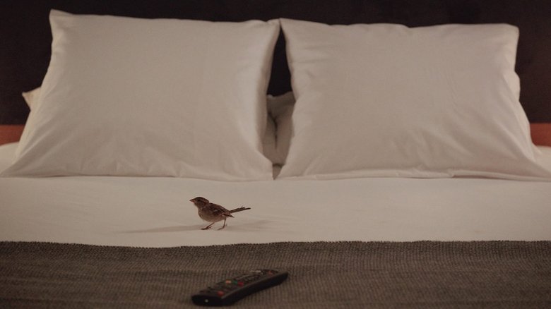 Bird People en streaming Bird People en streaming