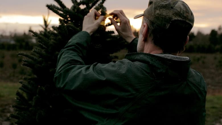 Noble Fir Noble Fir