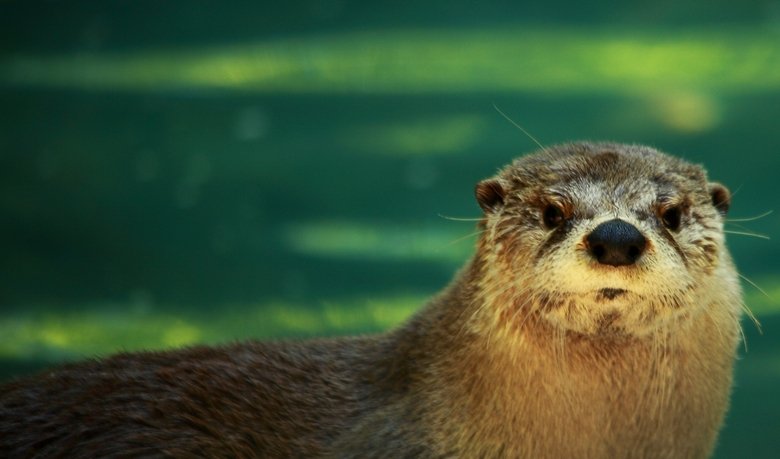 Tarka the Otter koko elokuva ilmaiseksi