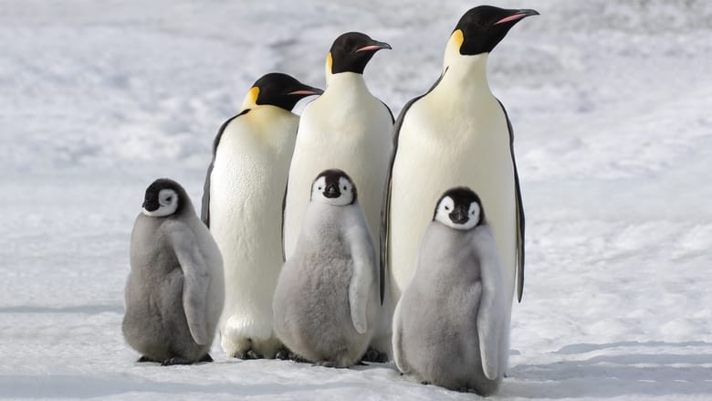March of the Penguins 2: The Next Step