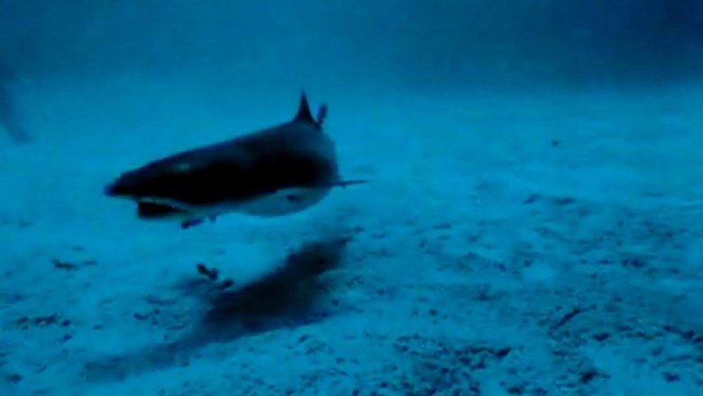 Sharks' Treasure film stream Online kostenlos anschauen