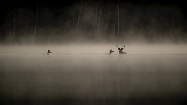 Le chant des forÃªts