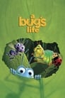 1-A Bug's Life