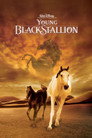 4-Young Black Stallion