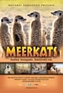 Meerkats 3D